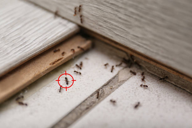 Best Emergency Pest Control  in Ramsey, NJ