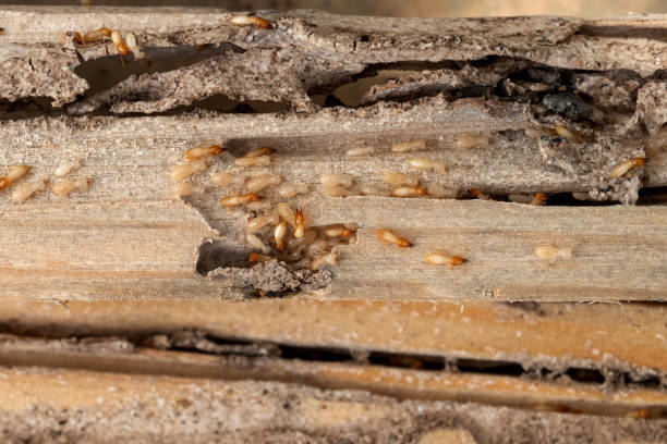 Best Pest Inspection Near Me  in Ramsey, NJ